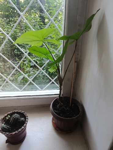 Другие комнатные растения: Элегантное домашнее растение с длинными побегами и глянцевыми зелеными — 7