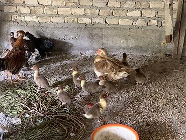 Мускусные утята с наседкой.продаю утку с утятами 8 утят 20дневные - at lalafo.kg Мускусные утята с наседкой.продаю утку с утятами 8 утят 20дневные -