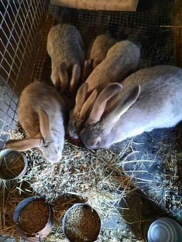 сколько стоит собака породы доберман: Продаю | Крольчата