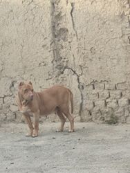 акустические системы apollo колонка в виде собак: Питбуль, 2 года, Самка, С прививкой