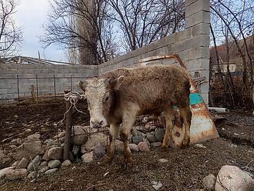 Коровы, быки: Продаю | Бык (самец), Музоо, торпок | Полукровка | На откорм | Привязанные — 7