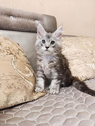 Продажа кошек: Возраст 2 месяца, мальчик.Породистый котёнок мейн-кун, серебристый — 6