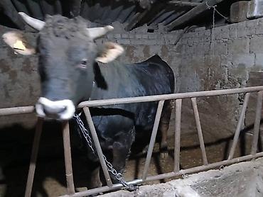 Коровы, быки: Продаю | Бык (самец) | Швицкая | На забой — 2