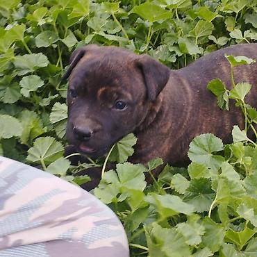 Продажа собак: Питбуль, 1 месяц, Самец at lalafo.kg — 4 Продажа собак: Питбуль, 1 месяц, Самец — 4