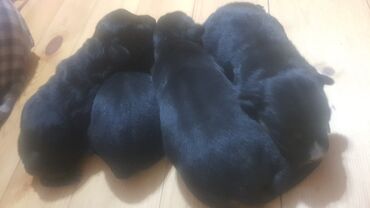 İtlər: Doberman, 1 ay, Dişi, Ünvandan götürmə, Ödənişli çatdırılma lalafo.az -da İtlər: Doberman, 1 ay, Dişi, Ünvandan götürmə, Ödənişli çatdırılma