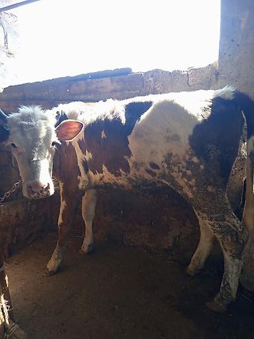 Mal-qara: 3 baş dişi duyə satılır ünvan Zığ kəndi real alıcıya endirim olacaq — 2