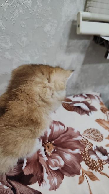 Pişiklər: Britan — 9