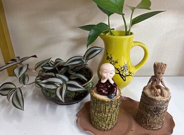 растения в горшках: Бразильское дерево × 2 В комплекте 2 деревца, 2 статуэтки и 1 посуда