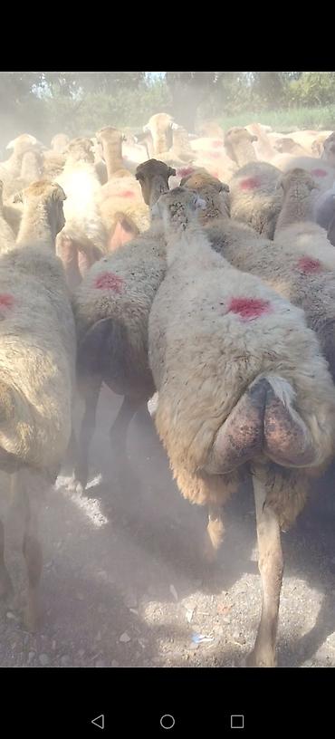 tap az goyercin satisi: Qoyun sürüsü – quyruqlu (sort qoyunlar satilir damazlıq birinci ikinci — 1