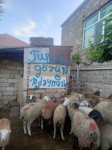 qarabağ qoyunu: Erkeydiler kökduler 17 18 klo etleri var kime lazimdisa vaccapimiz — 4