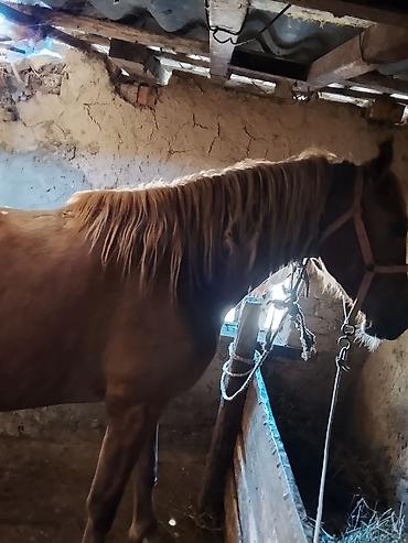 Лошади, кони: Продаю | Кобыла (самка) | На забой — 6