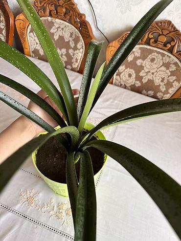 яркие: Кливия (Clivia) в декоративном кашпо Рассмотрю обмен - Комнатное — 1