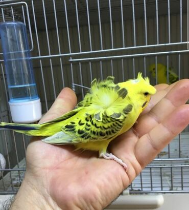 Tutuquşları: Quşlar satlır karella bülbül,fişer,nerazlucnik və sayri münasib — 15