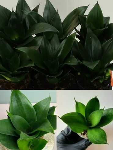 растения для офиса: Сансевиерия «ХАННИ БЛЭК ДЖЕЙД» (Sansevieria, карликовая форма) В