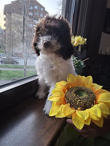 Psi: Rase: kovrdžavi štenad malog do srednjeg rasta rase Lagotto Romagnolo — 1