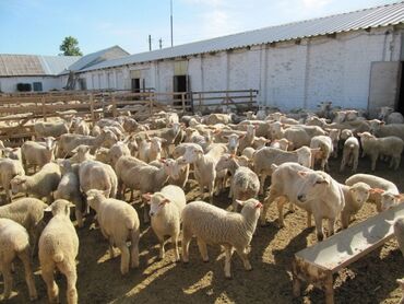 куплю баран село ленинское: Продаю | Овца (самка), Ягненок, Баран (самец) | Гиссарская, Долан, Арашан | На забой, Для разведения, Для шерсти | Племенные, Котные, Кастрированные