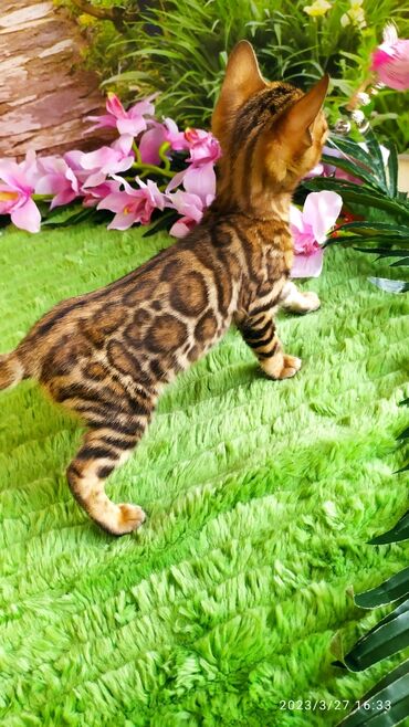 Продажа кошек: Друзья!! Проф питомник Бен Гла Мур Предлагает Шикарных элитных — 25