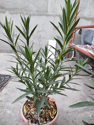 олеандра: Куст олеандра в горшке - Вид: Nerium oleander (олеандр), вечнозелёный — 1