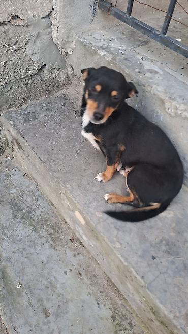 İtlər: Balalar satilir temiz zvanokdu atasiynan anasi ayri cinsdi ama temiz — 6