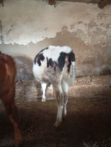 Dana, buzov: Dana, buzov, Dişi, ay: 9, 250 kq, Damazlıq, Ünvandan götürmə — 2