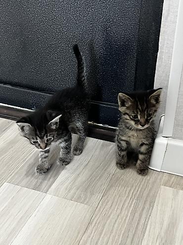 бенгальские кошки купить: Котята тигрового окраса - Порода: домашние короткошёрстные (табби). - — 2