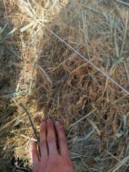 собака доберман сколько стоит: Тюки с доставкой 230 сом жёлтая трава кому интересно звоните или на