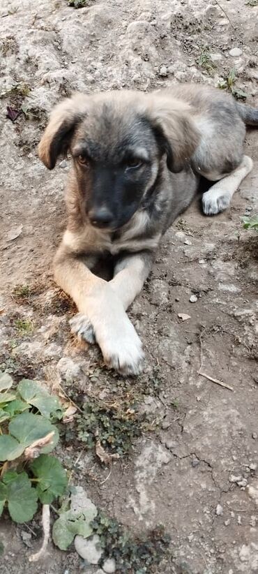 домик для сабак: Собака даром: 3 месяца, Самка