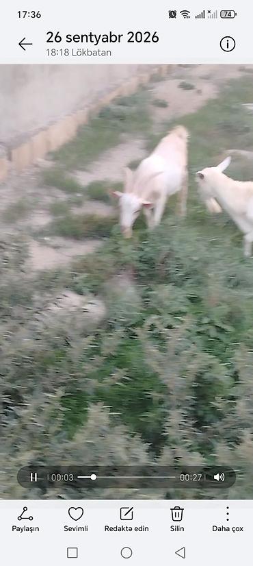 sudluk inəklərin satisi: Məhsul: Qoyun-keçi təsərrüfatı üçün erkək gənc keçi Təsvir: - Ağ — 3