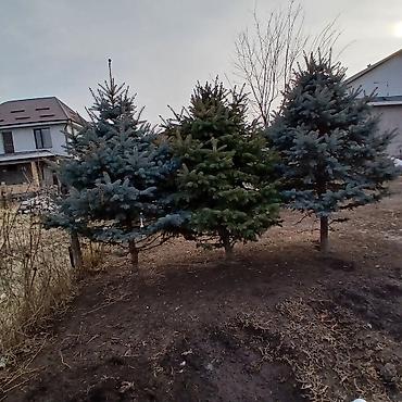 Декоративные деревья: Саженцы деревьев: Ели — 8