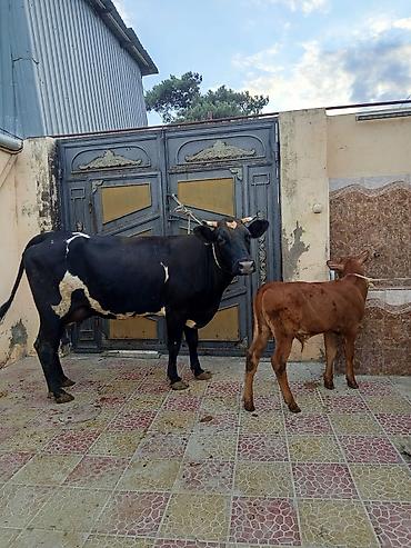 Inəklər, öküzlər: 2ci qarna balali duye 2 aydi dogub balasi erkeydi sudu 18 lit elnende — 1