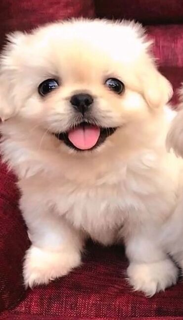купить собаку пекинес: Pekines, 2 ay, Erkek, Peyvəndli