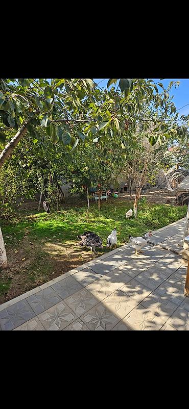 Həyət evləri və villalar: Mərdəkan 3 otaqlı, 92 kv. m, Kredit yoxdur — 4