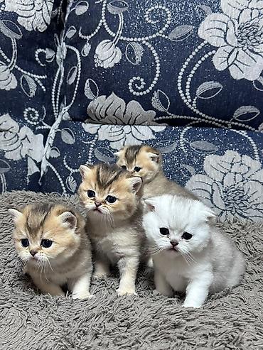 скоттиш фолд, купить: Скотиш Фолд (Шотландская вислоухая), 1 месяц, Девочка, Серебристая шиншилла, Приучена к лотку — 4