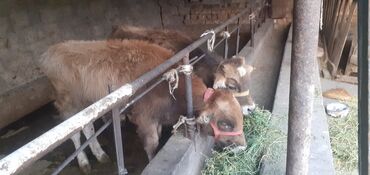 продаю музоо торпок корова самка бык самец айрширская ангус алатауская на забой для разведения на откорм племенные нетель привязанные: Продаю | Бык (самец) | На откорм