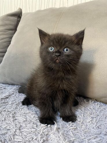 персидский кот: Şatland pişiyi
Шотландский котенок 
Нету не каких болезней
Все хорошо