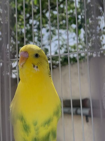 Tutuquşları: Danışan tutuquşu 9 aylıqdı erkəydi ələ ciyinə öyrənib qəfəs ilə 75 — 10