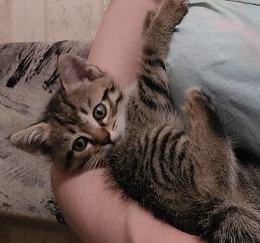 котёнок в добрые руки: 3 месяца, Мальчик, Приучена к лотку