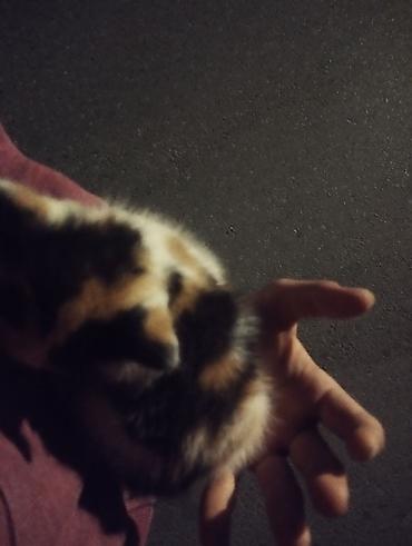 отдам котенка даром: Кошка даром: Беспородная, Девочка, Приучена к лотку — 2