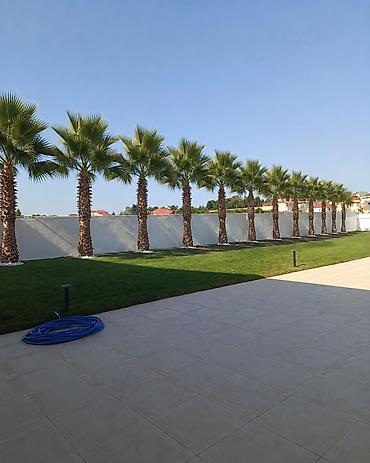sakura agaci: Palma Vaşinqton . 3 metreden 8 9 metreye kimi 1 ədədi 400manatdan — 7