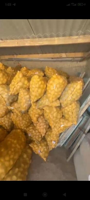1 кг мяса цена бишкек: Картошка Джелли, Дүң — 1