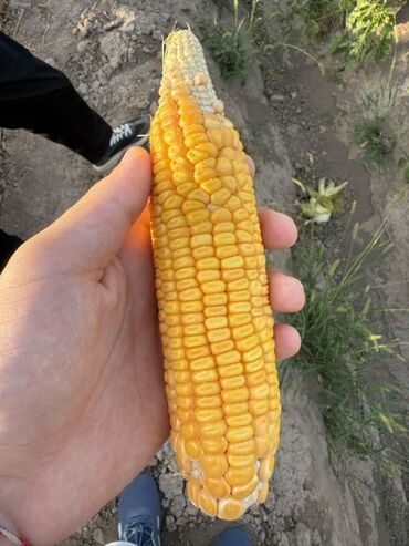 замороженные ягоды: Кукуруза