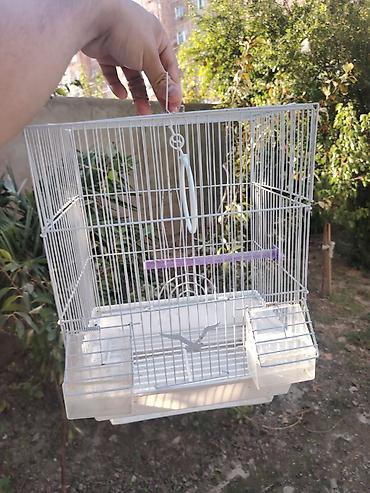 bulbul satışı: Papuqay ucun qefes satilir 1 eded 10 azn — 2