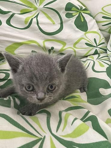 скоттиш страйт: Шотландские котята-скоттиш вислоухие и прямоухие. проглистован приучен — 2