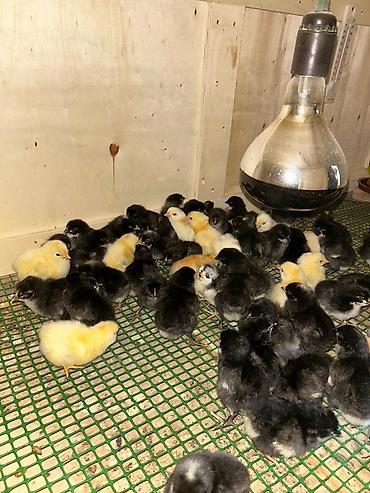 dəniz donuzu satışı: Avstralop 20 ədəd xarkov 30 ədəd serebrist 10 ədəd satılır hamısını — 1
