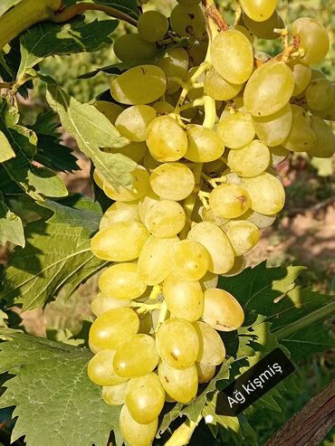 Şitillər: Üzüm tingləri – müxtəlif süfrə sortları Təsvir: - Seçmə süfrə üzüm — 10