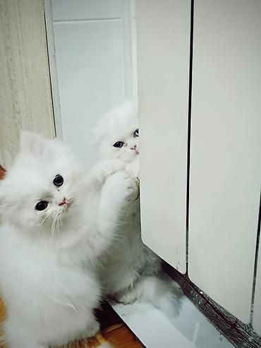 Pişiklər: Şotland — 7