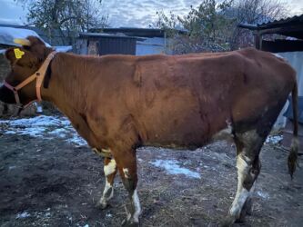 куплю свиней живым весом срочно: Продаю | Корова (самка) | Для молока | Искусственник