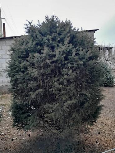 Другие декоративные деревья: Все за 20тыс голубые клипрост высокие хорошие пышные, не болеют — 11