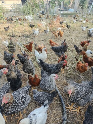 Digər kənd təsərrüfatı heyvanları: Toyuq cücələri, Damazlıq, Ödənişli çatdırılma