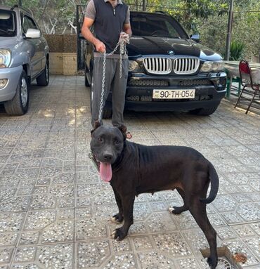 отдам в хорошие руки щенка маленькой породы: Pitbul, Dişi